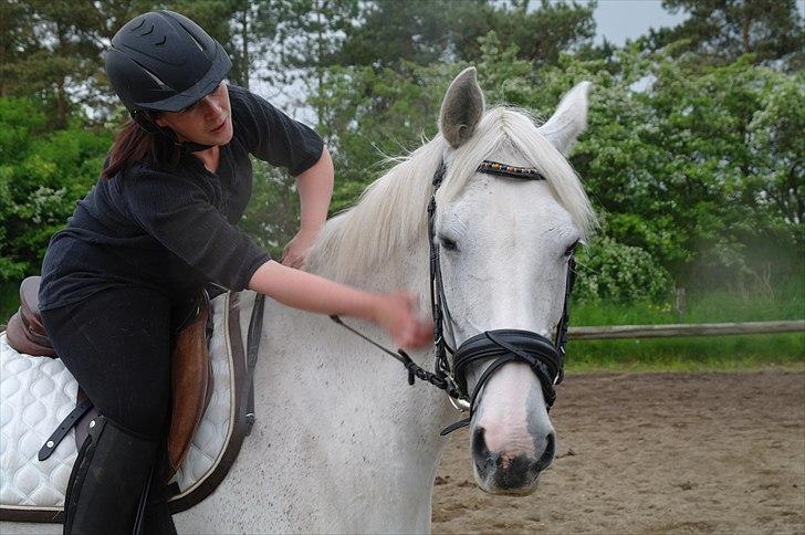 Zangersheide Cher Alfarvad Z billede 11