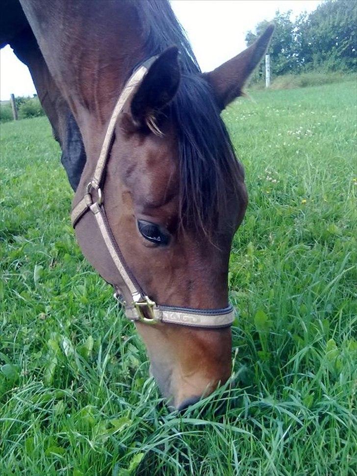 Fuldblod (XX) Soul Driver - Soul Driver sidste sommer <3 billede 1