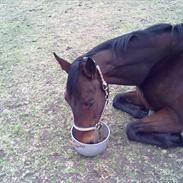 Fuldblod (XX) Soul Driver