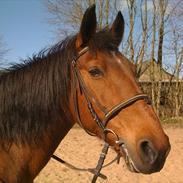 Anden særlig race Diana