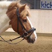 Anden særlig race Fire Fly