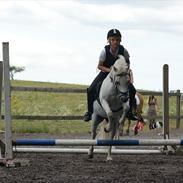 Welsh Mountain (sec A) Charlie