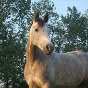 Anden særlig race lady a nyborg