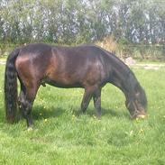 Welsh Cob (sec D) Haymo's Cosmo