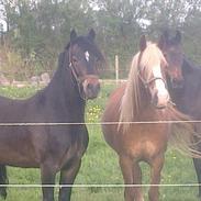 Welsh Cob (sec D) Haymo's Cosmo