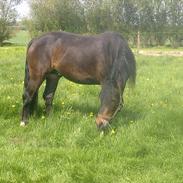 Welsh Cob (sec D) Haymo's Cosmo