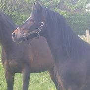 Welsh Cob (sec D) Haymo's Cosmo