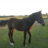 Welsh Cob (sec D) Haymo's Cosmo