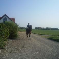 Fuldblod (XX) Soul Driver