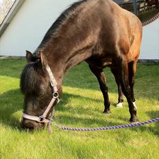 Anden særlig race Tulle