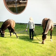 Anden særlig race Tulle