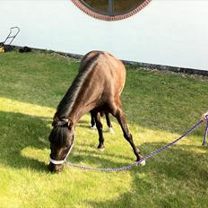 Anden særlig race Tulle