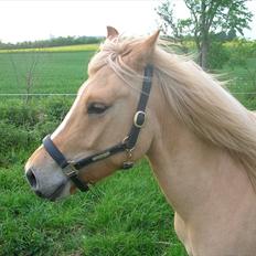 Anden særlig race spencer