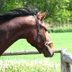 Oldenborg Overmoselunds Coral