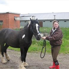 Irish Cob Sir Kalahan ( KALLE )