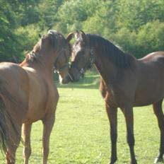 Oldenborg Overmoselunds Coral