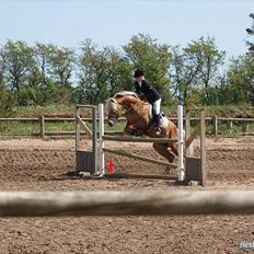 Haflinger Almbue D