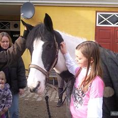 Anden særlig race gipsy (solgt)