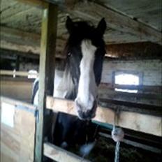 Anden særlig race gipsy (solgt)