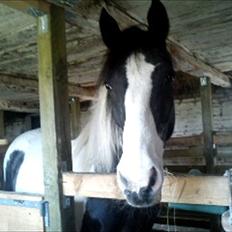 Anden særlig race gipsy (solgt)