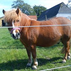 Anden særlig race Mini Max