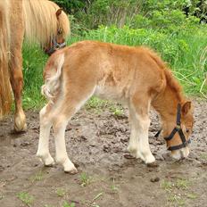 Shetlænder Engens Hulda