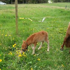 Shetlænder Engens Hulda