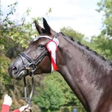 Dansk Varmblod Nørgaards Miss Ginatug