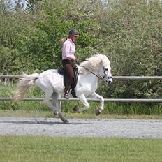 Islænder KRISSA FRA ASHØJ