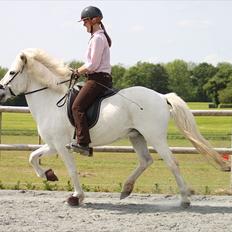 Islænder KRISSA FRA ASHØJ