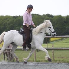 Islænder KRISSA FRA ASHØJ
