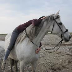 Anden særlig race Marquia