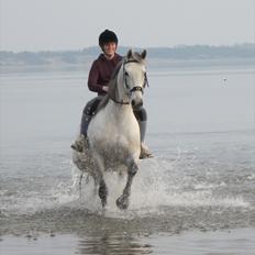 Anden særlig race Marquia