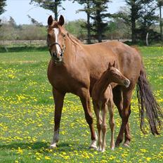 Dansk Varmblod Lw Champ