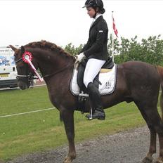 Welsh Pony (sec B) Eilunds Spartan 