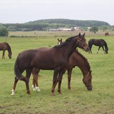 Dansk Varmblod Enghavegaards Drusa 