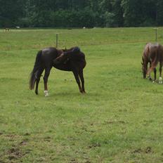 Dansk Varmblod Enghavegaards Drusa 