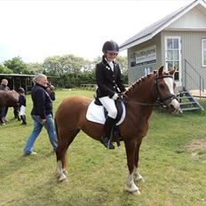 Welsh Pony af Cob-type (sec C) Dorthealyst Palour Maid *solgt*..