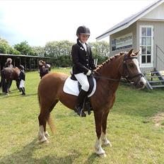 Welsh Pony af Cob-type (sec C) Dorthealyst Palour Maid *solgt*..