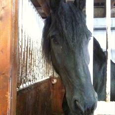 Frieser Falco *Himmelhest*