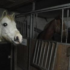 Welsh Pony (sec B) Fakla Chico (Min datters pony) SOLGT