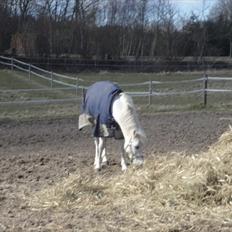 Welsh Pony (sec B) Fakla Chico (Min datters pony) SOLGT