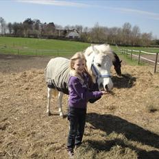 Welsh Pony (sec B) Fakla Chico (Min datters pony) SOLGT