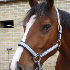 Anden særlig race Søndergårds Cavallie