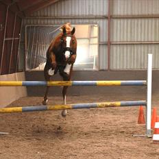 Dansk Varmblod Mae Blossom 