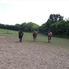 Dansk Varmblod Cille