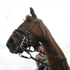 Anden særlig race Irish Girl ~ Grisen