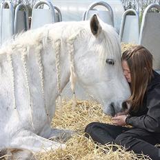 Pinto Rollo | Savnet & elsket foraltid |