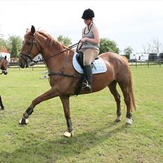 Anden særlig race Irish Girl ~ Grisen