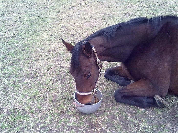 Fuldblod (XX) Soul Driver - Dagen efter jeg havde fået ham <3 billede 2